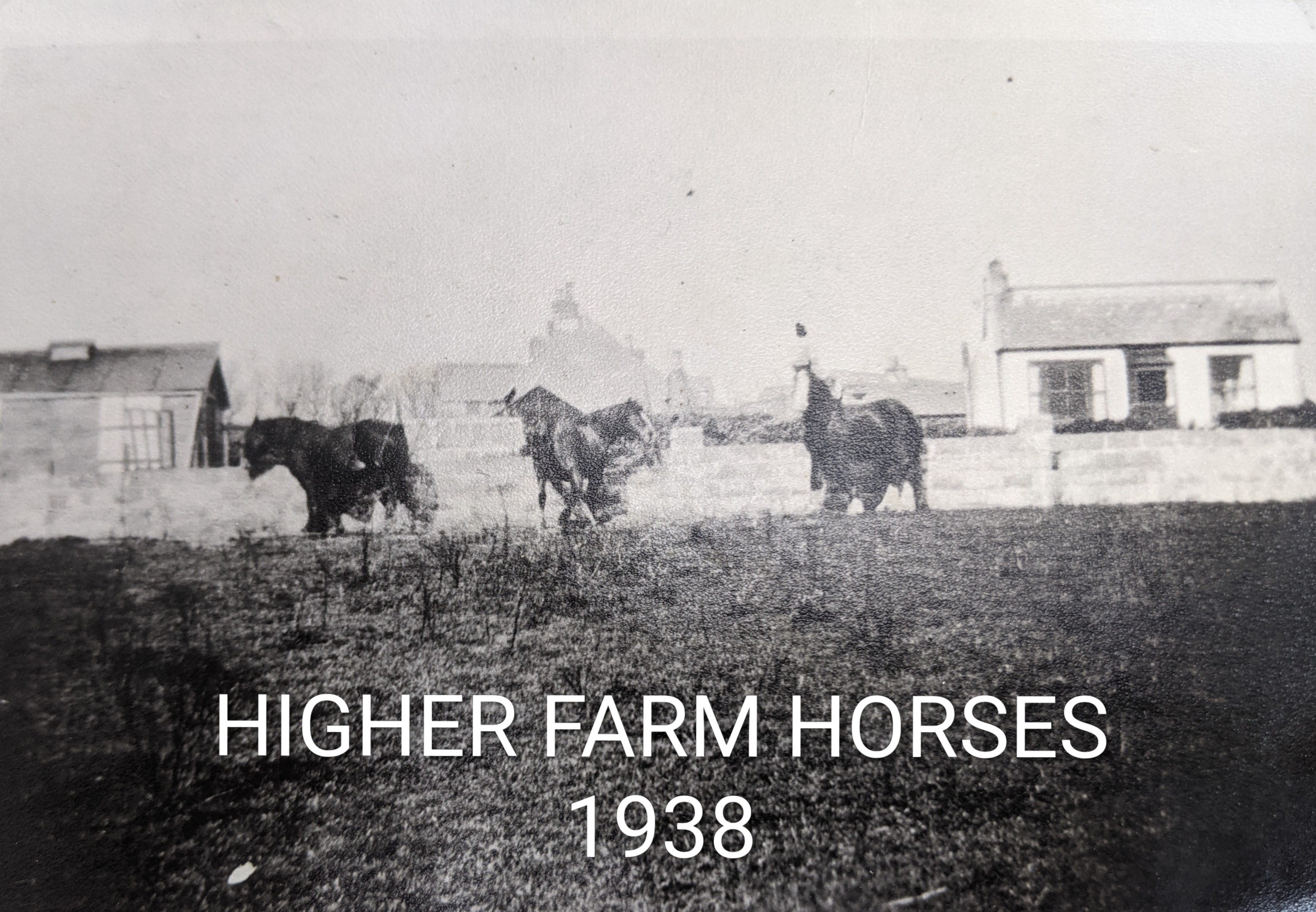 1938 Higher Farm Horses.jpg